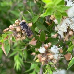 Megachile heliophila at Murrumbateman, NSW - 27 Dec 2020