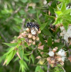 Megachile heliophila at Murrumbateman, NSW - 27 Dec 2020
