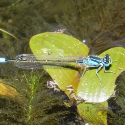 Ischnura heterosticta (Common Bluetail Damselfly) at Mount Clear, ACT - 11 Dec 2020 by Christine