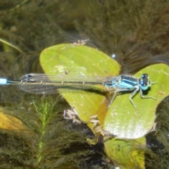 Ischnura heterosticta (Common Bluetail Damselfly) at Mount Clear, ACT - 11 Dec 2020 by Christine