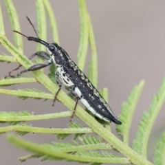 Rhinotia hemisticta (A belid weevil) at Scullin, ACT - 27 Dec 2020 by AlisonMilton