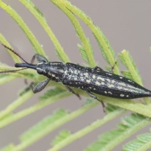 Rhinotia hemisticta at Scullin, ACT - 27 Dec 2020