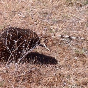 Tachyglossus aculeatus at Nangus, NSW - 16 Nov 2018