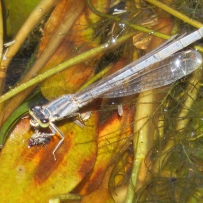 Ischnura heterosticta (Common Bluetail Damselfly) at Mount Clear, ACT - 11 Dec 2020 by Christine