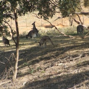 Macropus giganteus at Nangus, NSW - 19 Oct 2018