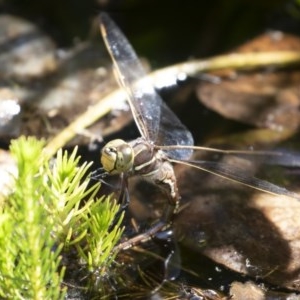 Adversaeschna brevistyla at Michelago, NSW - 11 Dec 2019