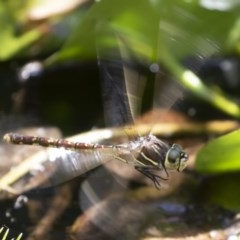 Adversaeschna brevistyla at Michelago, NSW - 11 Dec 2019