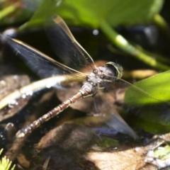 Adversaeschna brevistyla at Michelago, NSW - 11 Dec 2019