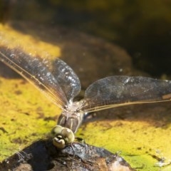 Adversaeschna brevistyla at Michelago, NSW - 11 Dec 2019