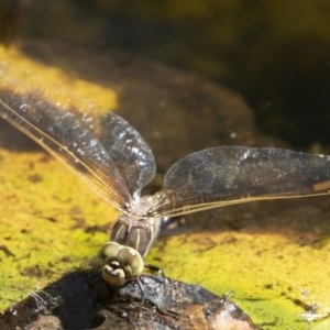 Adversaeschna brevistyla at Michelago, NSW - 11 Dec 2019 09:25 AM