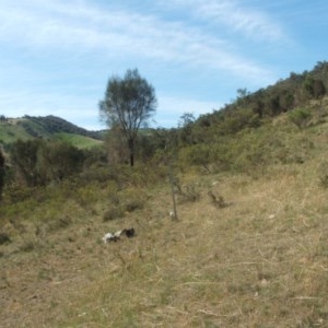 Acacia decora at Nangus, NSW - 19 Oct 2018