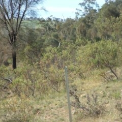 Acacia decora at Nangus, NSW - 19 Oct 2018