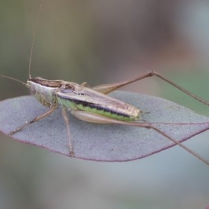 Conocephalus semivittatus at Scullin, ACT - 27 Dec 2020