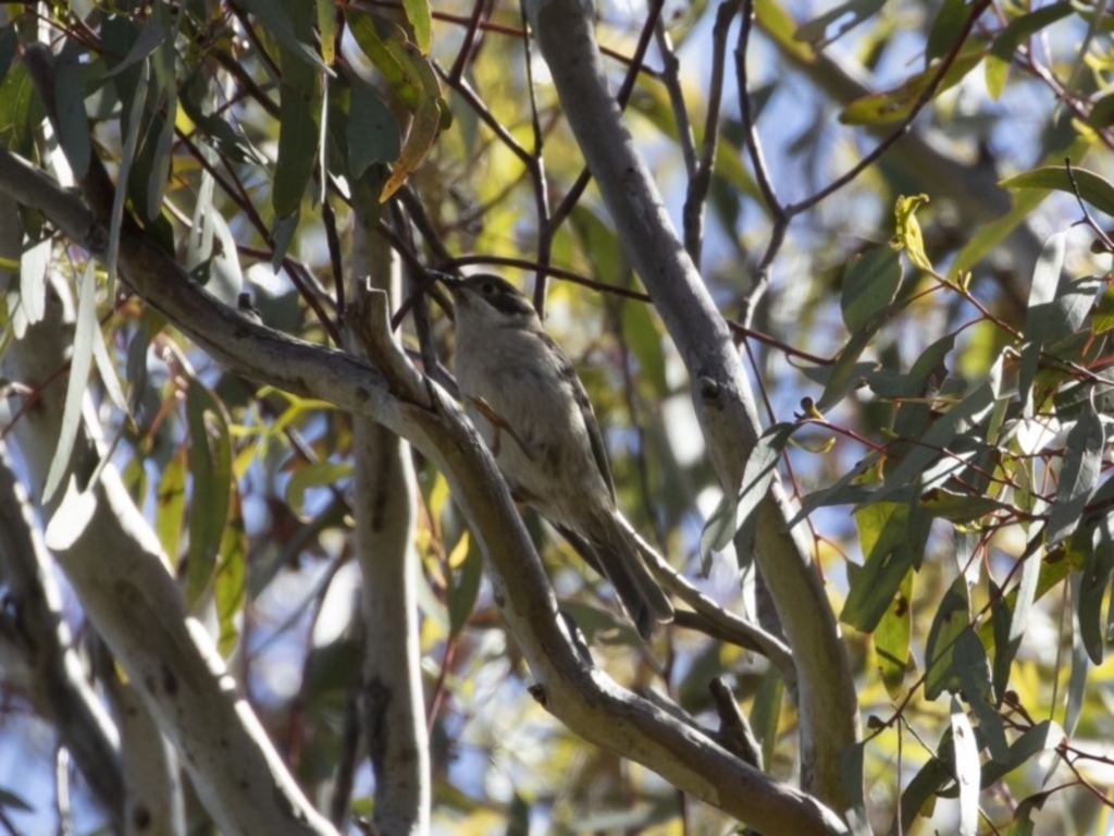 Melithreptus brevirostris at Michelago, NSW - 8 Nov 2020