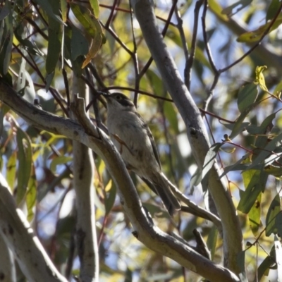 Melithreptus brevirostris (Brown-headed Honeyeater) at Michelago, NSW - 8 Nov 2020 by Illilanga