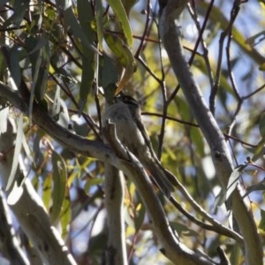 Melithreptus brevirostris at Michelago, NSW - 8 Nov 2020