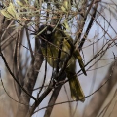 Nesoptilotis leucotis (White-eared Honeyeater) at Illilanga & Baroona - 9 Mar 2020 by Illilanga