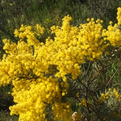 Acacia decora (Showy Wattle) at Nangus, NSW - 26 Sep 2010 by abread111