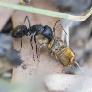 Camponotus aeneopilosus at Higgins, ACT - 27 Dec 2020