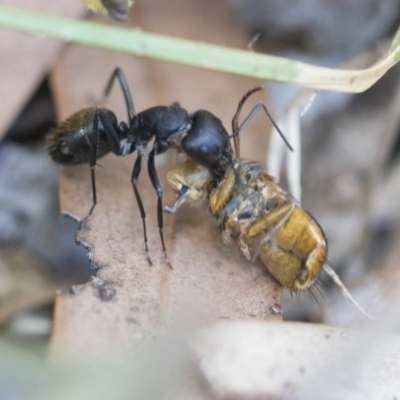 Camponotus aeneopilosus (A Golden-tailed sugar ant) at Higgins, ACT - 27 Dec 2020 by AlisonMilton