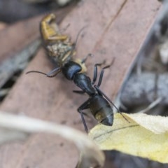 Camponotus aeneopilosus at Higgins, ACT - 27 Dec 2020