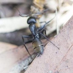 Camponotus aeneopilosus at Higgins, ACT - 27 Dec 2020