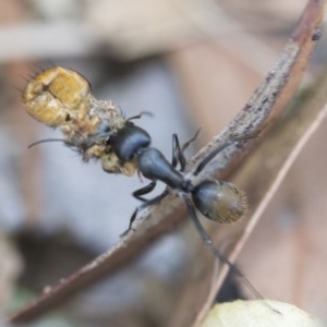 Camponotus aeneopilosus at Higgins, ACT - 27 Dec 2020