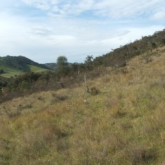 Acacia decora (Showy Wattle) at Nangus, NSW - 15 Oct 2012 by abread111