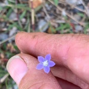 Wahlenbergia multicaulis at Murrumbateman, NSW - 27 Dec 2020