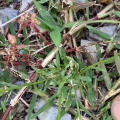 Wahlenbergia multicaulis at Murrumbateman, NSW - 27 Dec 2020