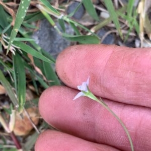 Wahlenbergia multicaulis at Murrumbateman, NSW - 27 Dec 2020