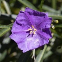 Solanum linearifolium (Kangaroo Apple) at Illilanga & Baroona - 9 Nov 2020 by Illilanga