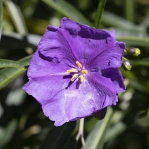 Solanum linearifolium at Michelago, NSW - 10 Nov 2020