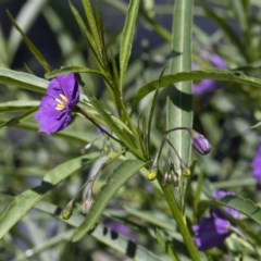 Solanum linearifolium at Michelago, NSW - 10 Nov 2020