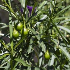 Solanum linearifolium at Illilanga & Baroona - 10 Nov 2020