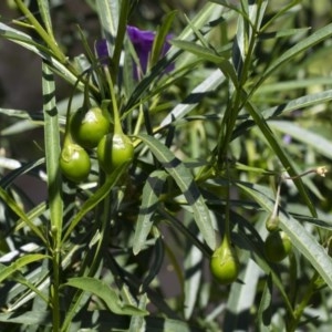 Solanum linearifolium at Michelago, NSW - 10 Nov 2020