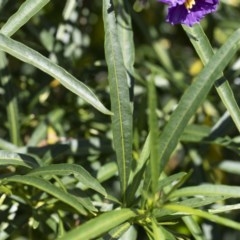 Solanum linearifolium at Michelago, NSW - 10 Nov 2020