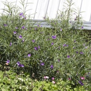 Solanum linearifolium at Illilanga & Baroona - 10 Nov 2020