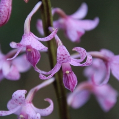 Dipodium roseum (Rosy Hyacinth Orchid) at Mongarlowe River - 27 Dec 2020 by LisaH