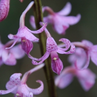 Dipodium roseum (Rosy Hyacinth Orchid) at Mongarlowe, NSW - 27 Dec 2020 by LisaH
