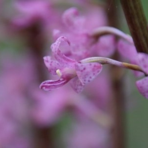 Dipodium roseum at Mongarlowe, NSW - 27 Dec 2020