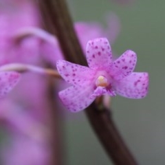 Dipodium roseum at Mongarlowe, NSW - 27 Dec 2020