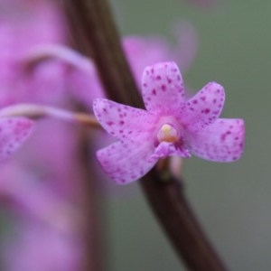 Dipodium roseum at Mongarlowe, NSW - 27 Dec 2020