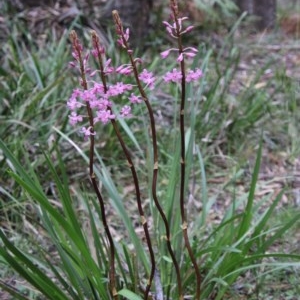 Dipodium roseum at Mongarlowe, NSW - 27 Dec 2020