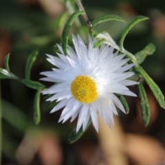 Helichrysum leucopsideum (Satin Everlasting) at Mongarlowe, NSW - 27 Dec 2020 by LisaH