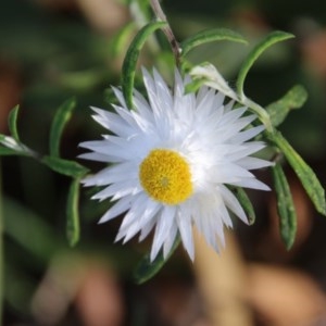 Helichrysum leucopsideum at Mongarlowe, NSW - suppressed