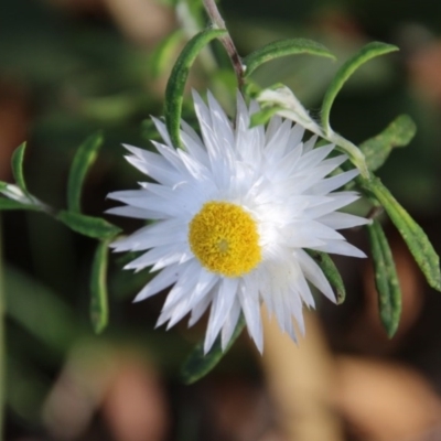 Helichrysum leucopsideum (Satin Everlasting) at Mongarlowe River - 27 Dec 2020 by LisaH