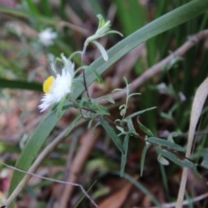 Helichrysum leucopsideum at Mongarlowe, NSW - 27 Dec 2020