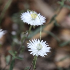 Helichrysum leucopsideum at Mongarlowe, NSW - 27 Dec 2020