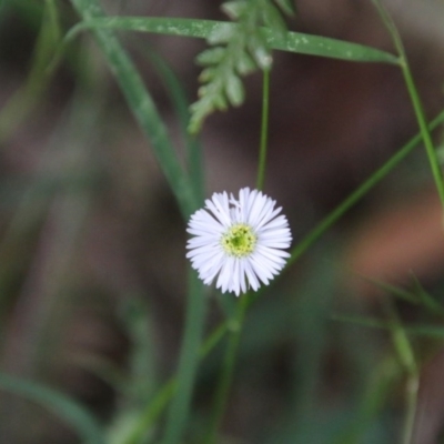 Lagenophora stipitata (Common Lagenophora) at Mongarlowe River - 27 Dec 2020 by LisaH